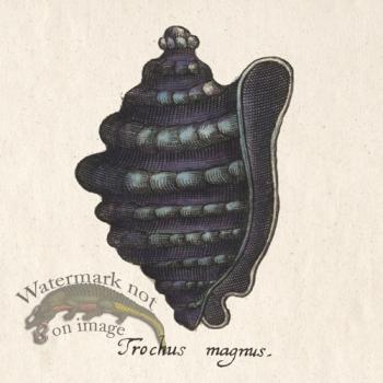 Merian Shell 9
